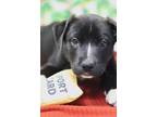 Rosie Mixed Breed (Large) Puppy Female