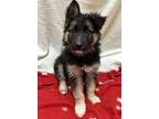 Saltine German Shepherd Dog Puppy Male