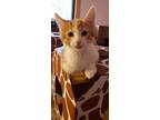 Crypto Salz Domestic Shorthair Young Male