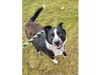 Ziggy Border Collie Adult Male