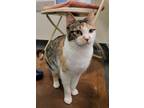 Samantha 33947-c Domestic Shorthair Adult Female