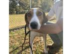 Calvin Hound (Unknown Type) Senior Male