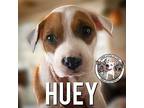 Huey Bluey Boxer Puppy Male