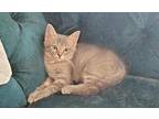 Willow - In Foster Domestic Shorthair Young Female