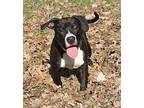 Lenny American Pit Bull Terrier Adult Male