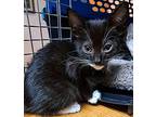 Willow (yellow) Domestic Shorthair Kitten Female