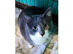 Ashanti Domestic Shorthair Adult Female