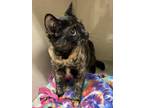 Comet Domestic Shorthair Kitten Female