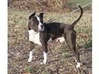 Neptune American Staffordshire Terrier Adult Male