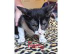 Remy Domestic Shorthair Kitten Male