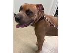 Nougat American Pit Bull Terrier Adult Male