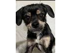 Adopt Zuko a Cairn Terrier, Dachshund