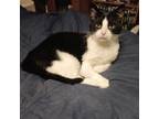 Adopt Mouser a Domestic Short Hair