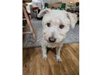 Adopt Funny Alfie a Poodle