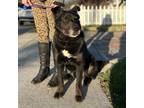 Adopt Dixon - 2 years stuck in boarding! a Husky, Rottweiler