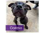 Adopt Cosmo a American Staffordshire Terrier, Black Labrador Retriever