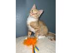 Adopt Calvin a Tabby