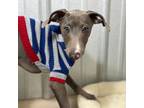 Italian Greyhound Puppy for sale in Willow Springs, MO, USA