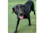 Sweetness Labrador Retriever Adult Female