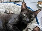Frito Chip Domestic Shorthair Young Male