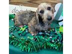 Dachshund Puppy for sale in Gaffney, SC, USA