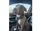 Adopt Alvin a American Staffordshire Terrier, Pit Bull Terrier