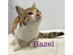 Hazel Domestic Shorthair Young Female
