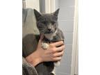 Minnie Domestic Shorthair Kitten Female