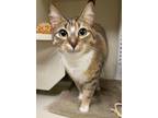 Puar Domestic Shorthair Adult Female