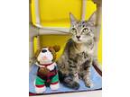 Bowling Domestic Shorthair Young Female