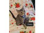 Adopt Jimmy a Domestic Short Hair