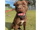 Adopt Teddy a American Staffordshire Terrier, Staffordshire Bull Terrier