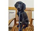 Jasper Labrador Retriever Puppy Male