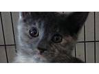 Clove Domestic Shorthair Kitten Female