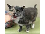 Beula Domestic Shorthair Senior Female