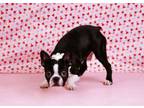 Adopt Noodle a Boston Terrier, Mixed Breed