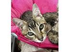 Cosmos Domestic Shorthair Kitten Male