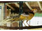 Adopt Chocobo a Pheasant