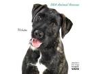 Adopt Nicholas a Terrier, Labrador Retriever