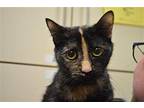 Sapphire Domestic Shorthair Adult Female