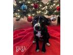 Yo yo Mixed Breed (Medium) Puppy Female