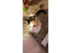 Chanel S Domestic Shorthair Young Female