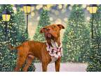 Adopt Toni a Pit Bull Terrier