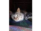 Claus Domestic Shorthair Adult Male