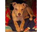 Adopt Spud a Terrier, Mixed Breed