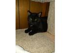 Reaper-BARN CAT Domestic Shorthair Adult Male