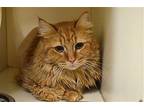 Ginger Domestic Longhair Young Female
