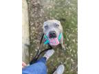 Adopt Kilo a Pit Bull Terrier