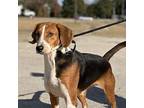 Carrie Hound (Unknown Type) Young Female