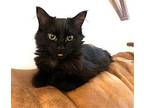 KITTEN PHANTASTIC PHOEBE Domestic Longhair Young Female